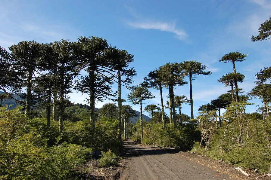 Araucaria Forests