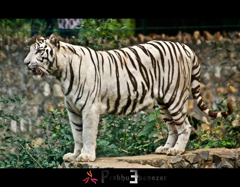 Arignar Anna Zoological Park