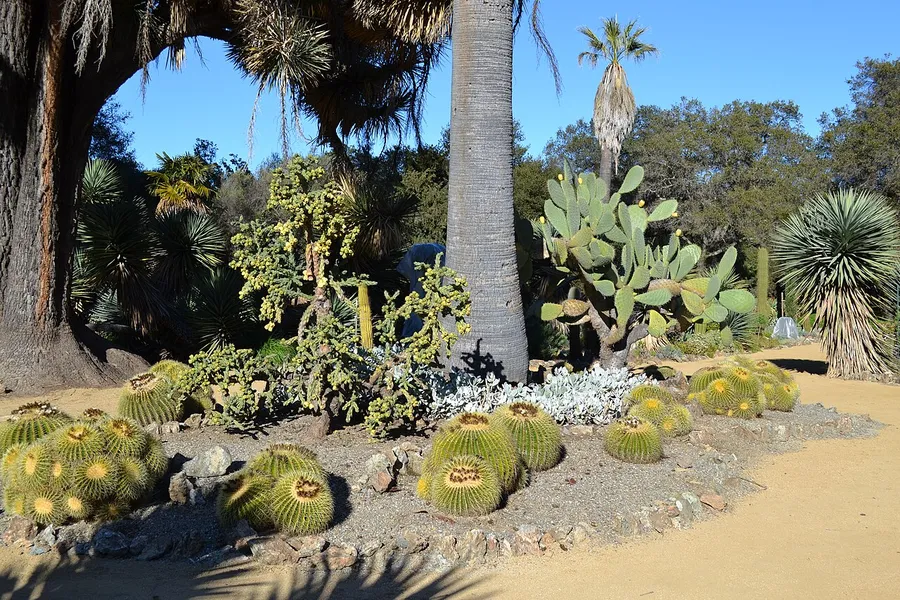 Arizona Cactus Garden