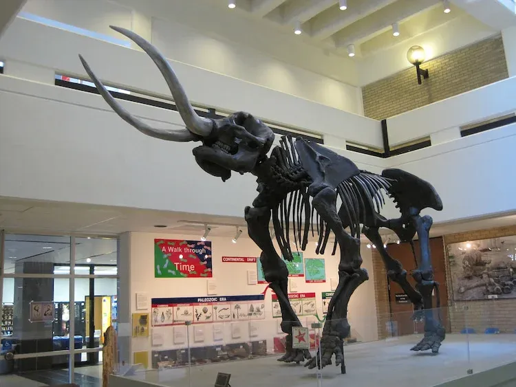 Arkansas State University Museum