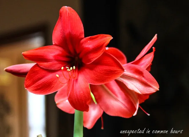 Arlene's Flowers & Gifts