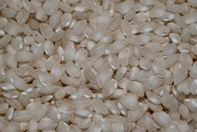 Arroz de Calasparra Rice Fields