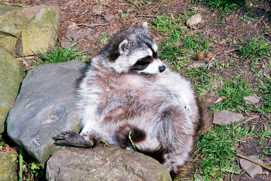 Artis Amsterdam Royal Zoo