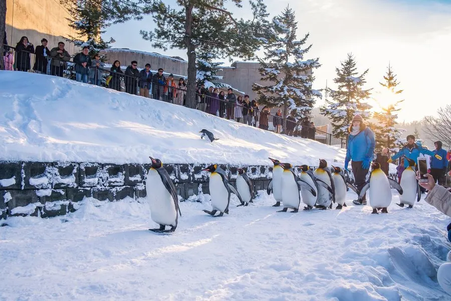 Asahiyama Zoo