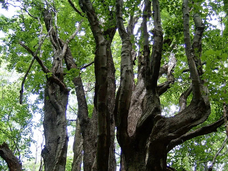 Asbury Woods Nature Center