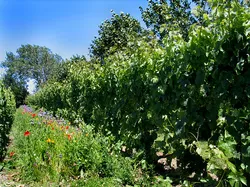 Ata Rangi Vineyard