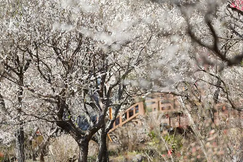 Atami Plum Garden