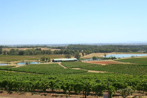 Audrey Wilkinson Vineyard