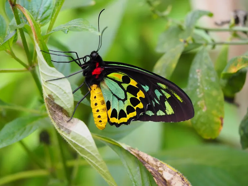 Australian Butterfly Sanctuary