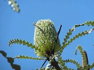 Australian National Botanic Gardens