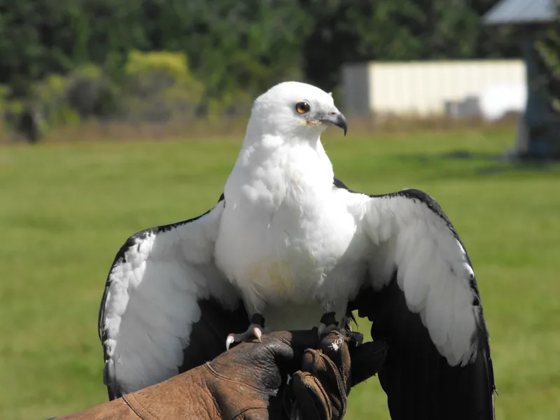 Avian Reconditioning Center (A.R.C.)