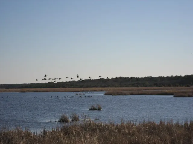 Back Bay National Wildlife Refuge
