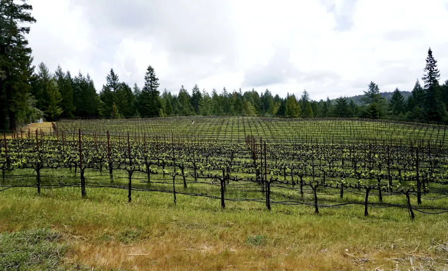 Bailey's Run Vineyard