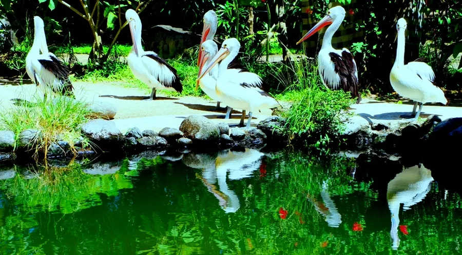 Bali Bird Park