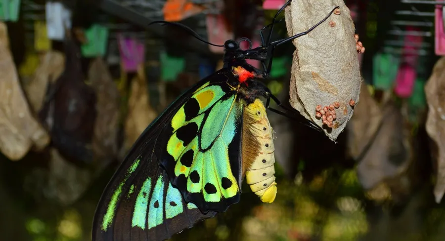 Bali Butterfly Park