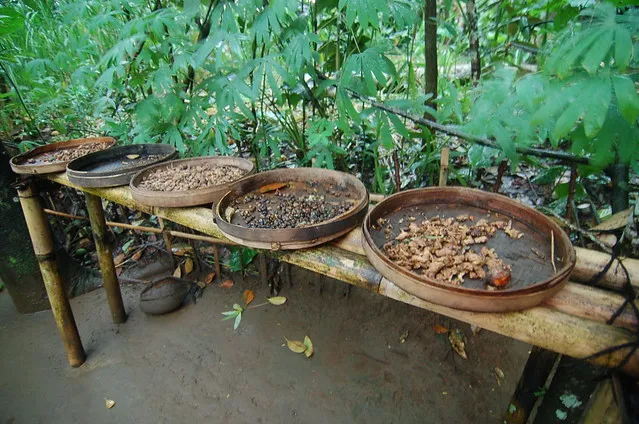 Bali Pulina Coffee Plantation