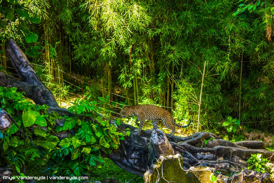 Bali Zoo