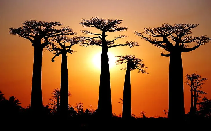 Baobab Amoureux