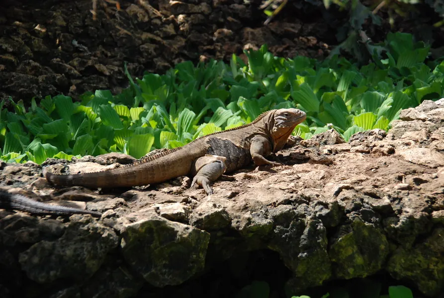 Barbados Wildlife Reserve