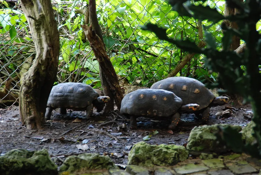 Barbados Wildlife Reserve
