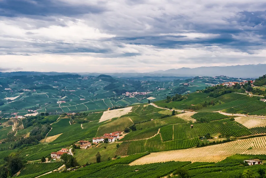 Barolo Wine Region Vineyards