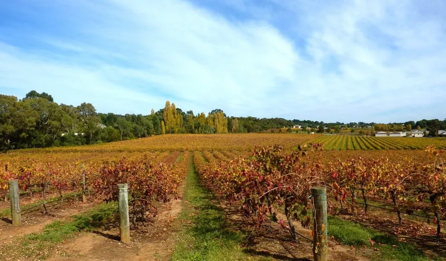 Barossa Farmers Market