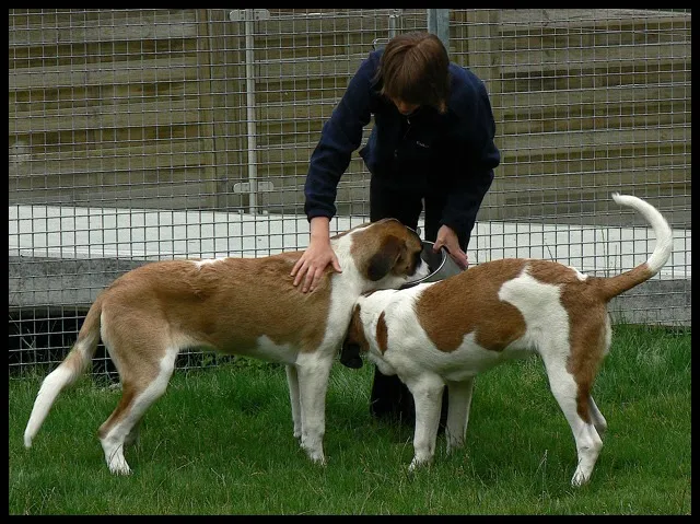 Barryland - Musée et Chiens du Saint-Bernard