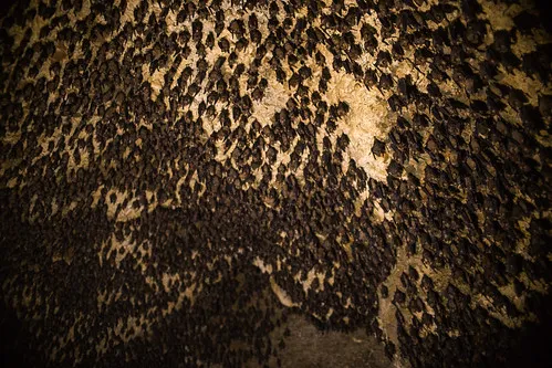 Bat Cave