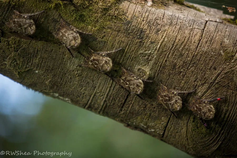 Bat Jungle