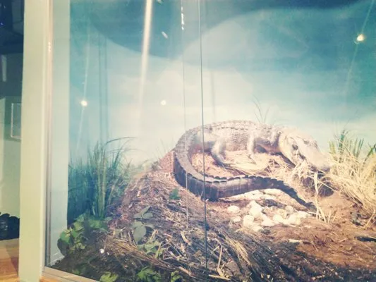 Bayou Terrebonne Waterlife Museum