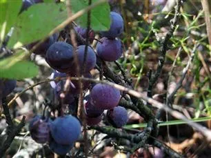 Beach Plum Farm
