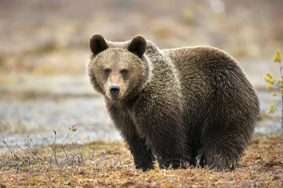 Bear Hollow Zoo