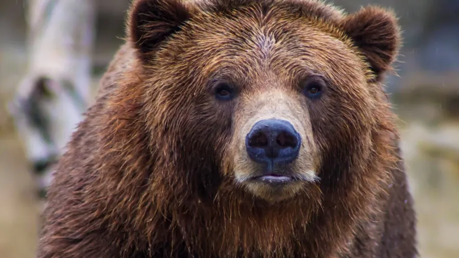 Bear Island