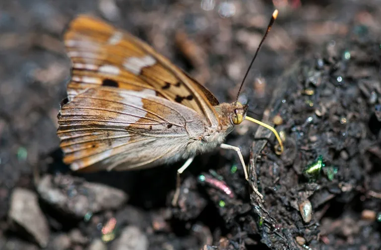 Bear Mountain Butterfly Sanctuary