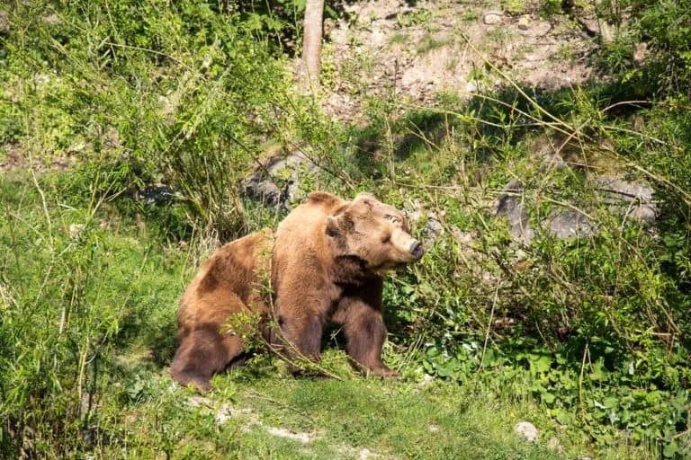 Bear Park
