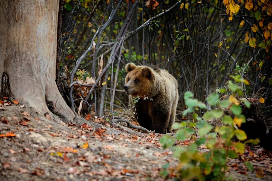 Bear Sanctuary