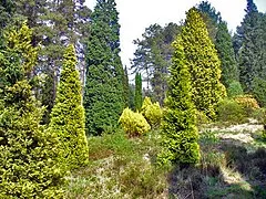 Bedgebury National Pinetum & Forest