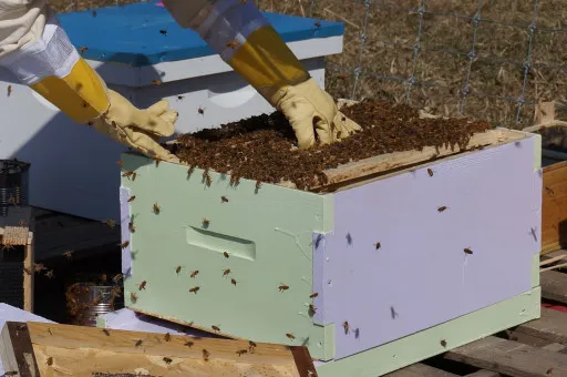 Beekeeping and Honey Production Tour