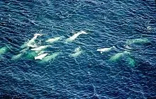 Beluga Lookout