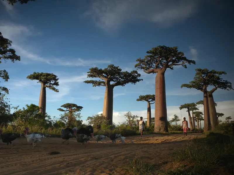 Belvedere de Baobab