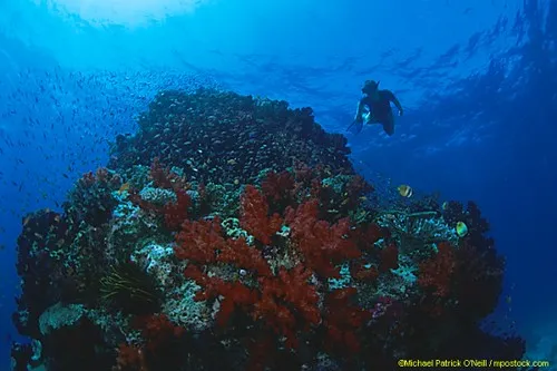 Beqa Adventure Divers