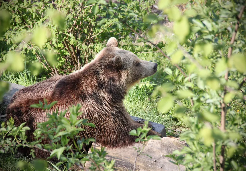 Bern Bear Park