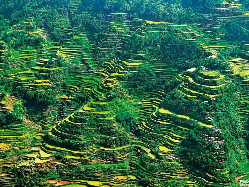 Besao Rice Terraces