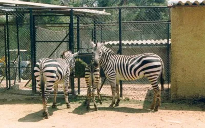 Biblical Zoo
