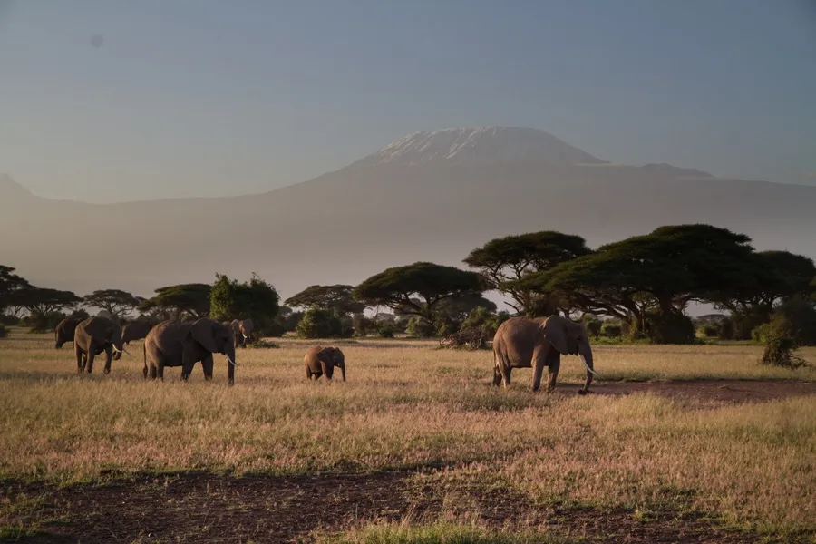 Big Five Game Viewing