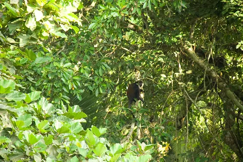 Bigodi Wetland Sanctuary