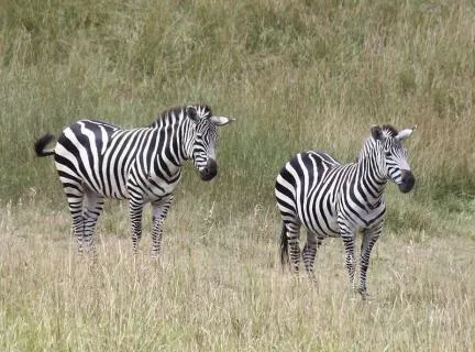 Binder Park Zoo
