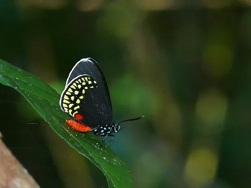 Biotopo Cerro Cahui