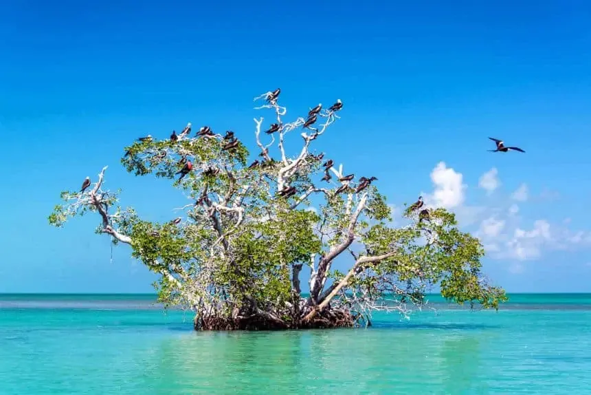 Bird Watching at Sian Ka'an