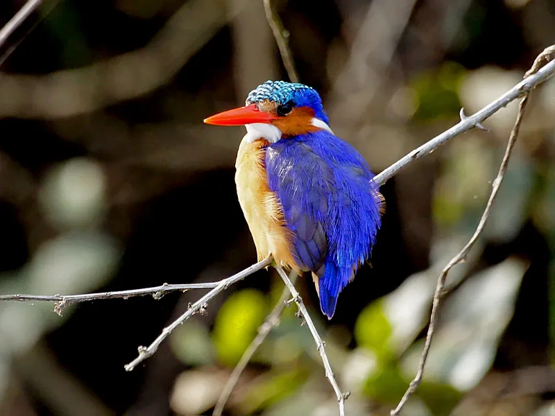 Bird Watching in Queen Elizabeth National Park